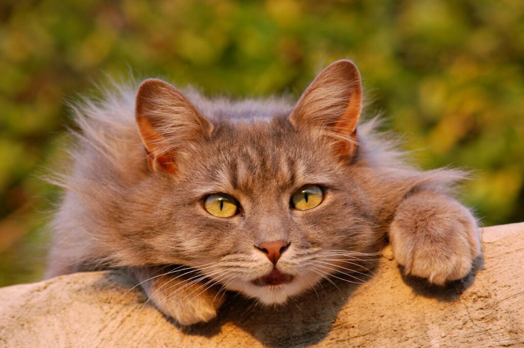 maine coon