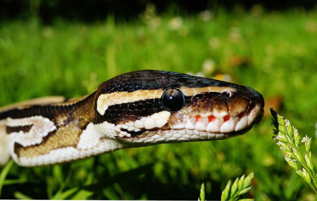 Ball Python Beige Snake in the Grass during Daytime