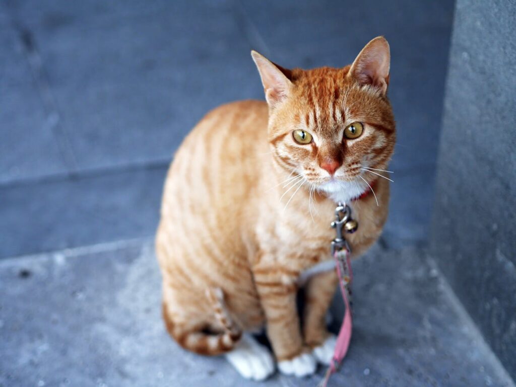 tabby