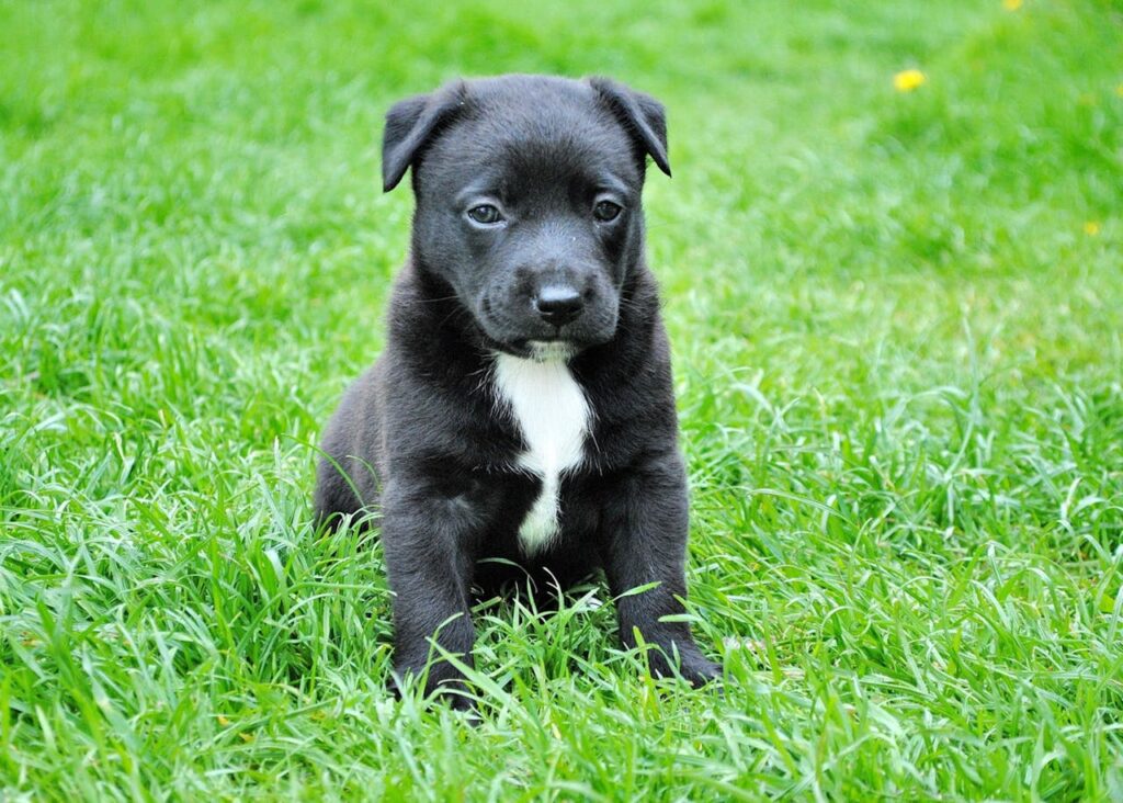 puppy