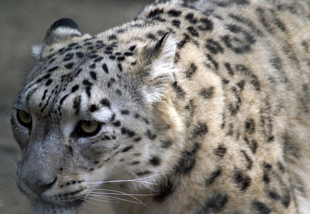 snow leopard