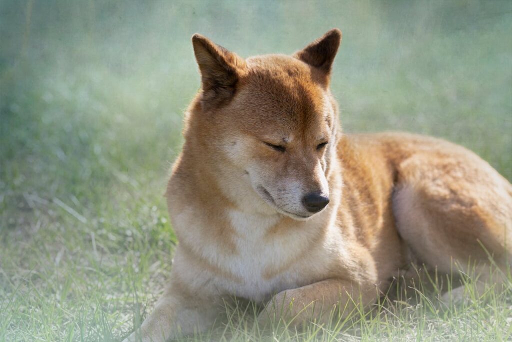 shiba inu