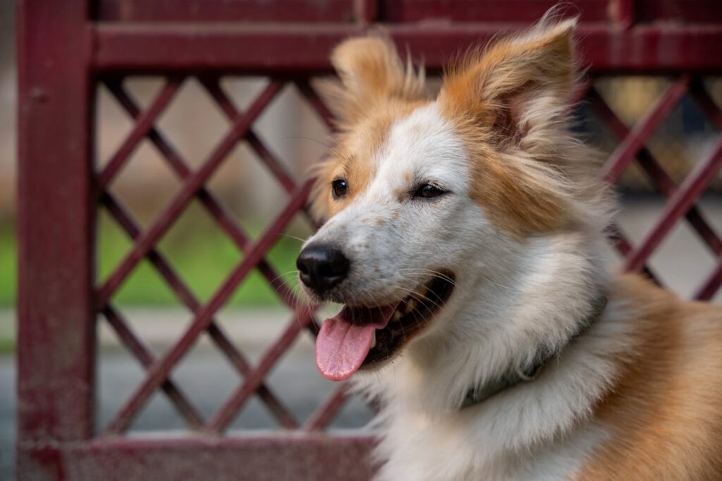 Icelandic Sheepdog