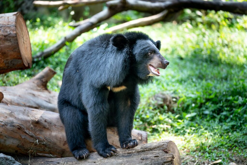 Black Bear