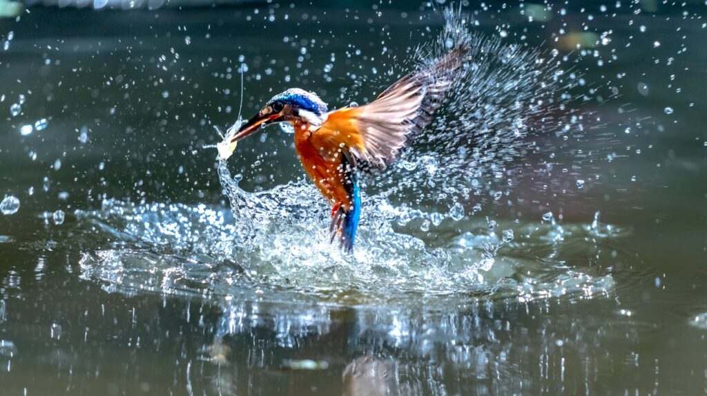 Kingfisher Diving into Water Capturing Fish