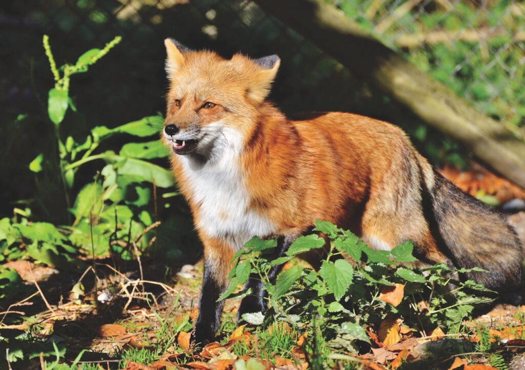 red fox