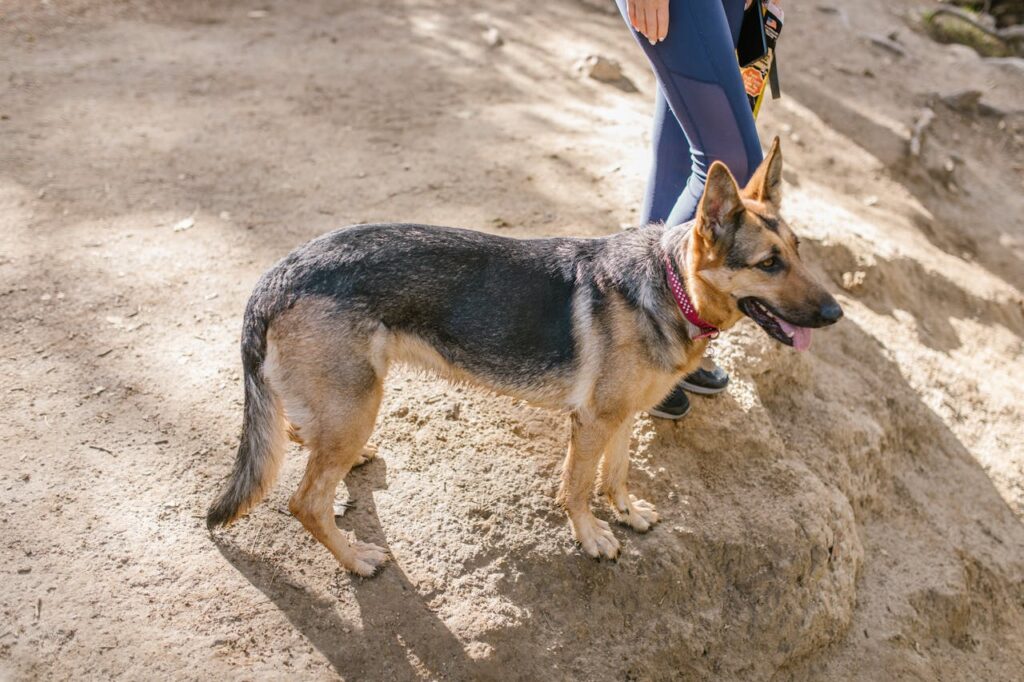 german shepherd