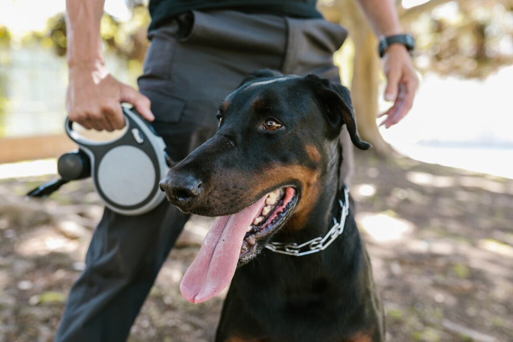 dobermann with person