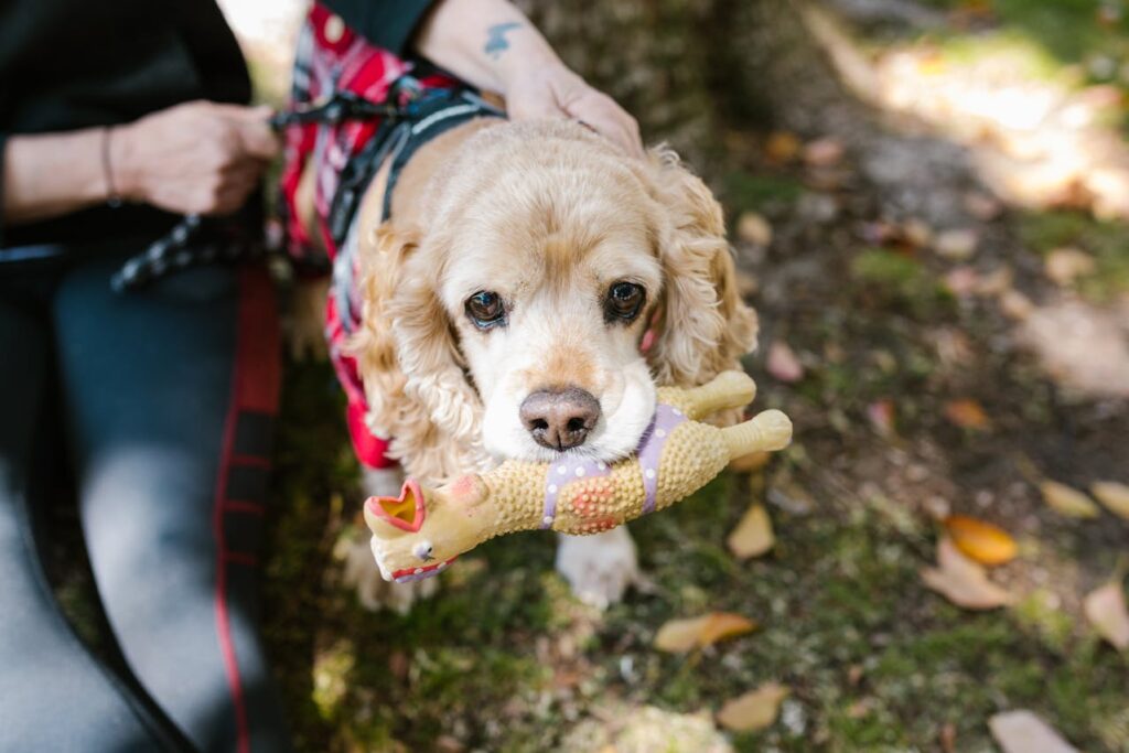 cocker spaniel
