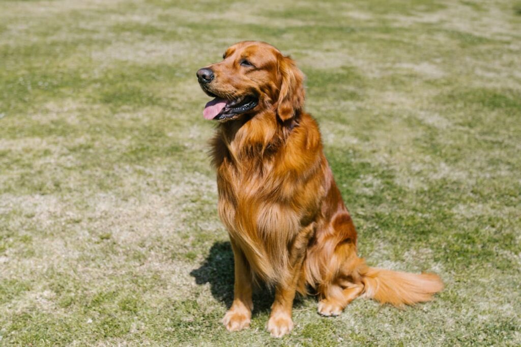 golden retriever