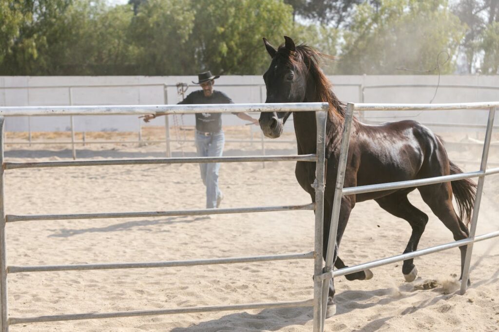 Horse Liberty Training