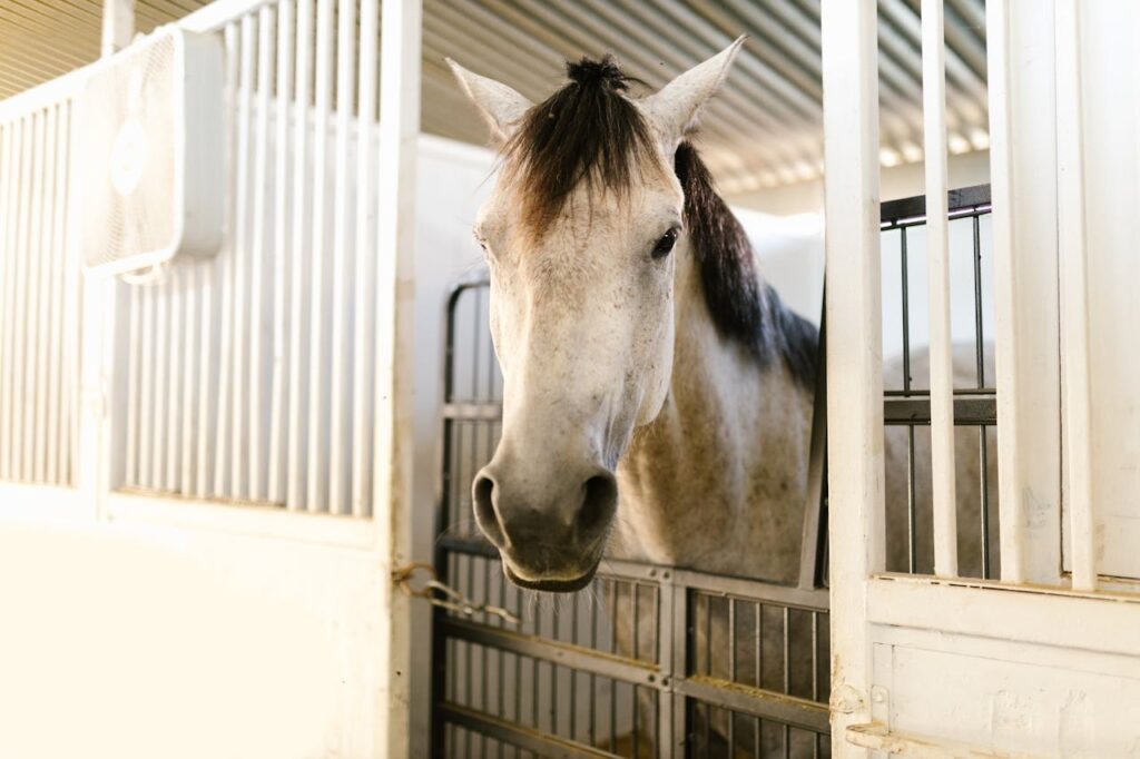 horse