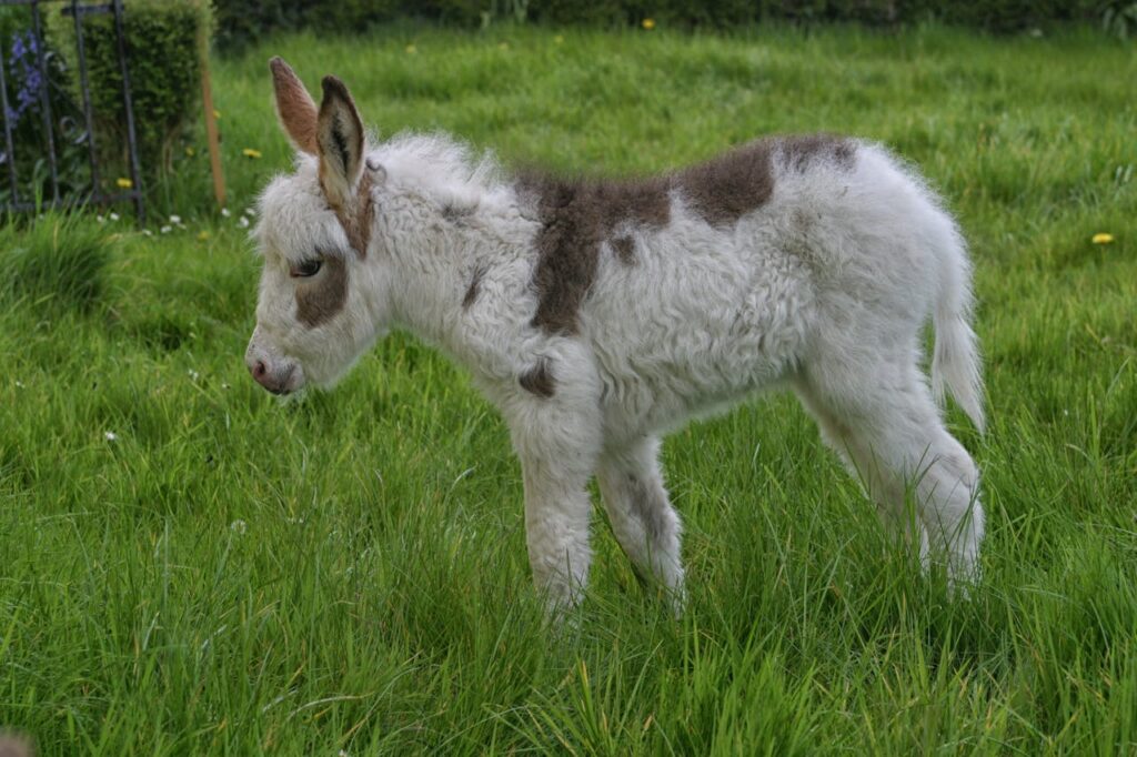 donkey