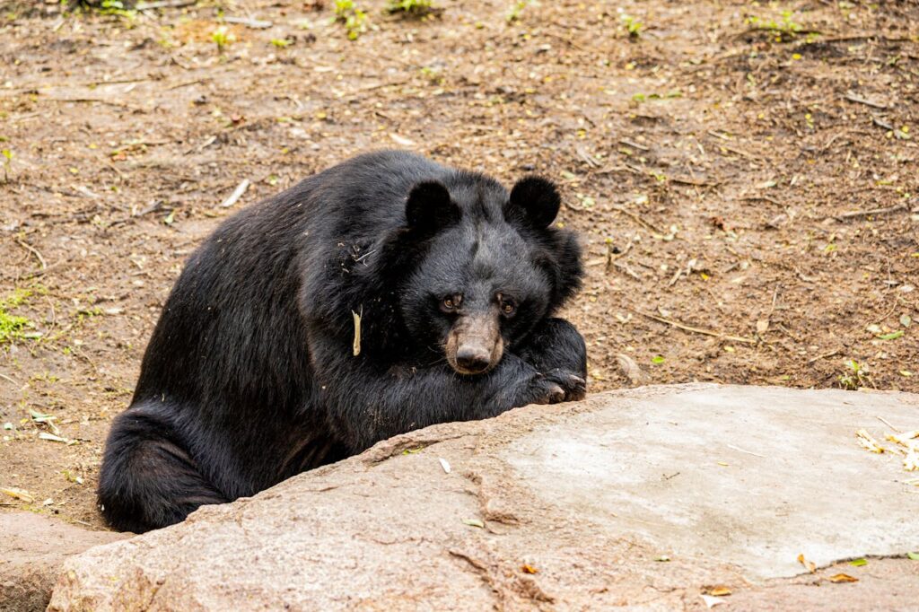 Black Bear
