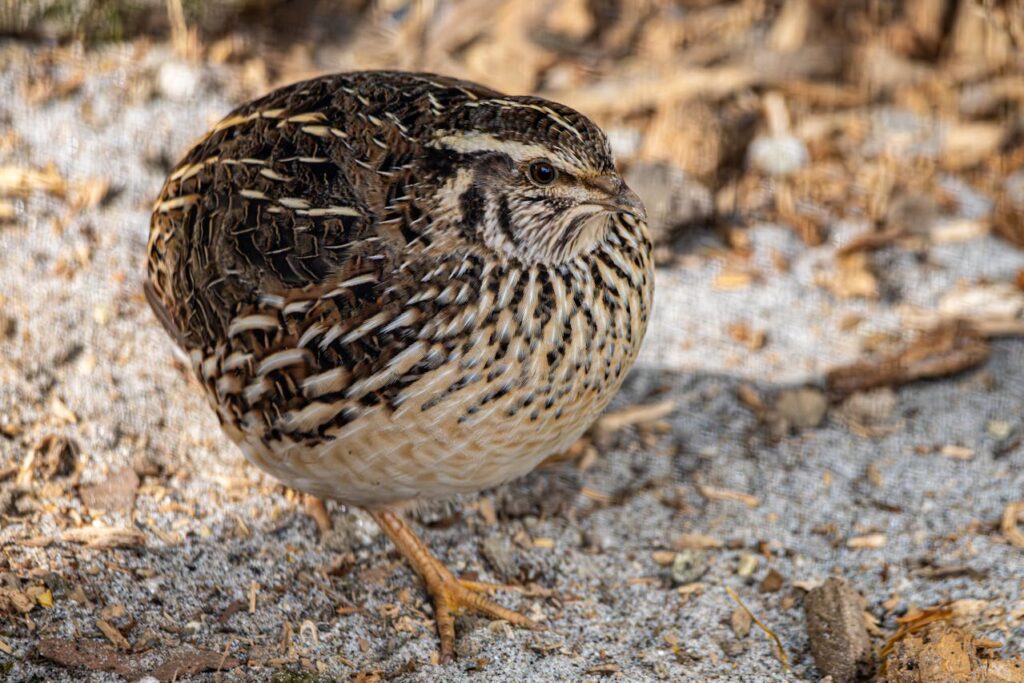 common quail