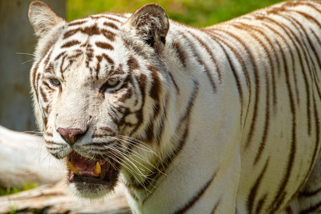 white tiger