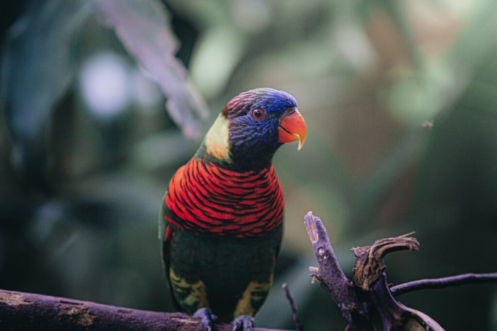 lorini parrot