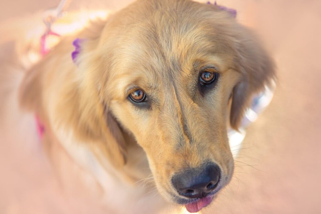 golden retriever