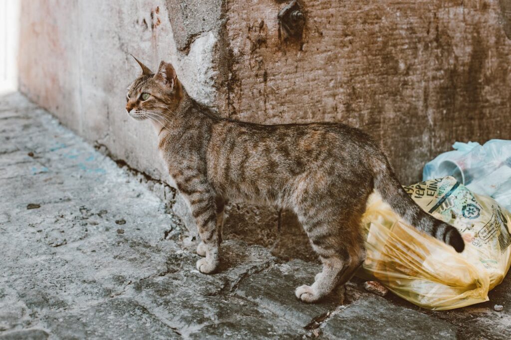 stray