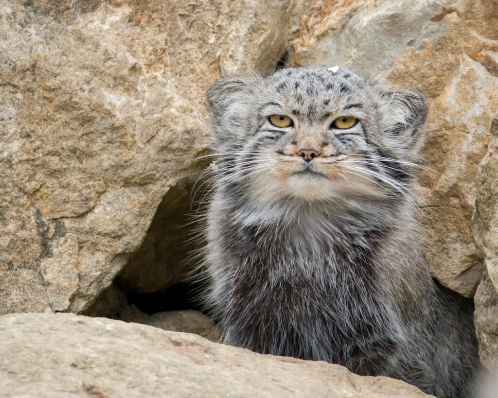 pallas cat