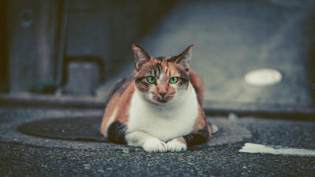tabby