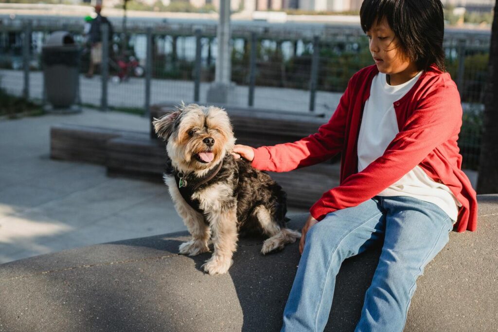 Yorkshire terrier