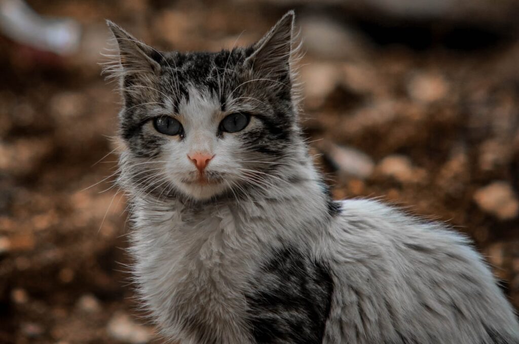 stray