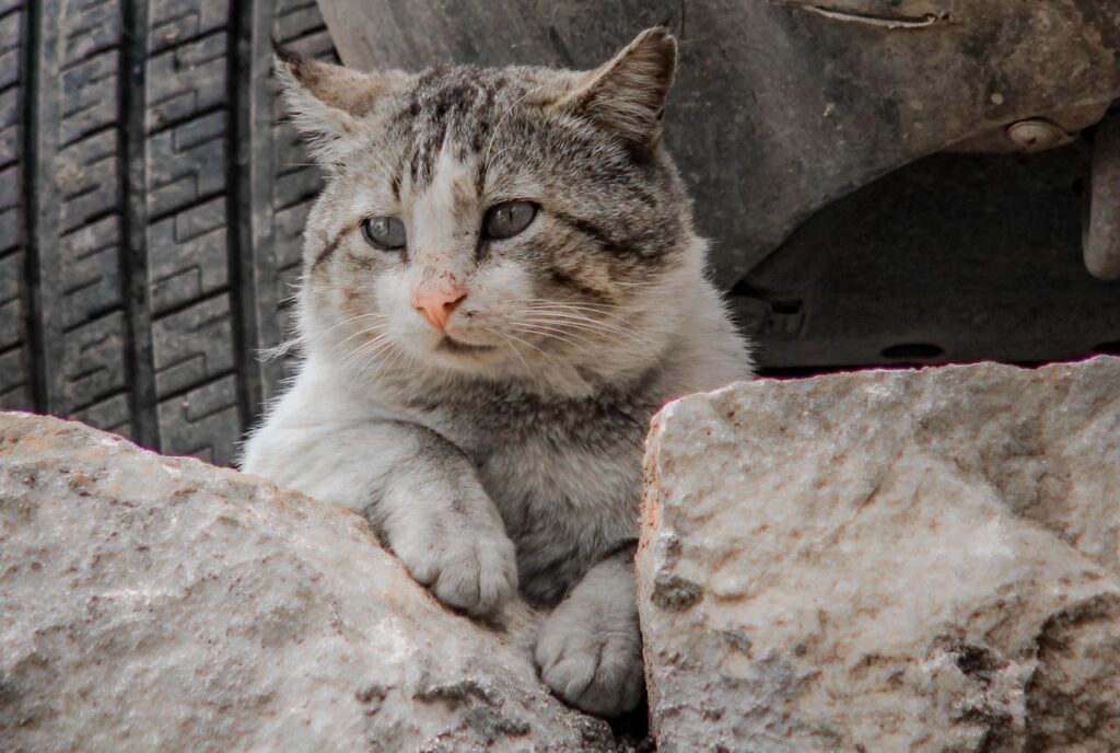 stray cat