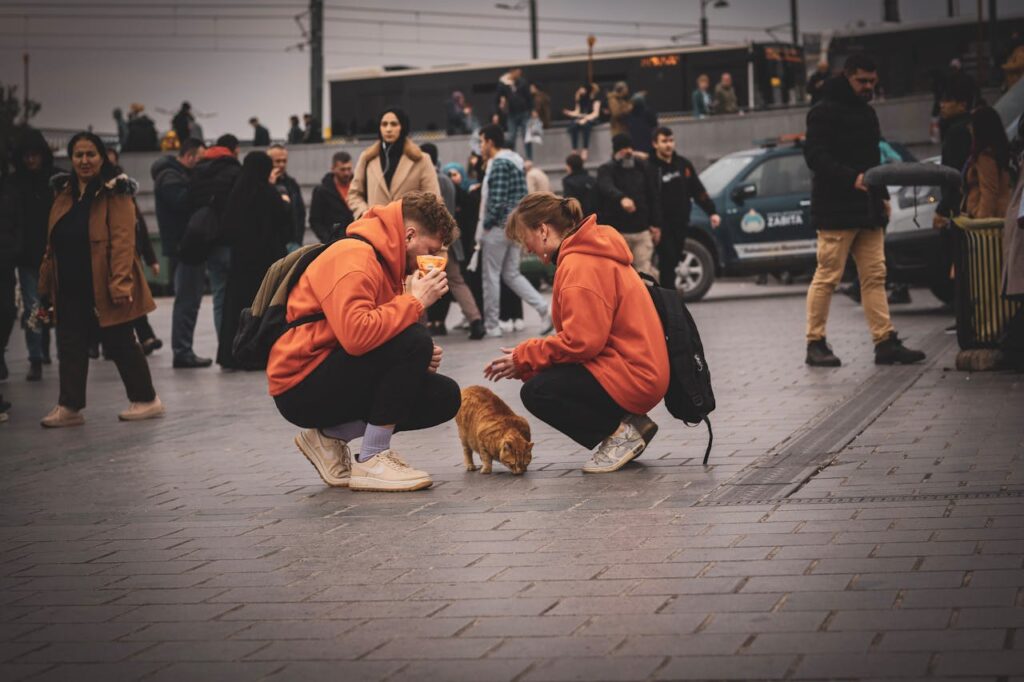 12 Ways to Help a Stray Cat Without Bringing Them Indoors (And 5 Ways to Bring Them Indoors)
