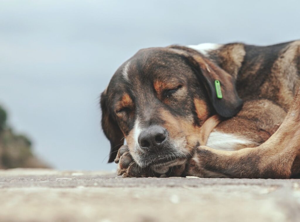 dog sleeping