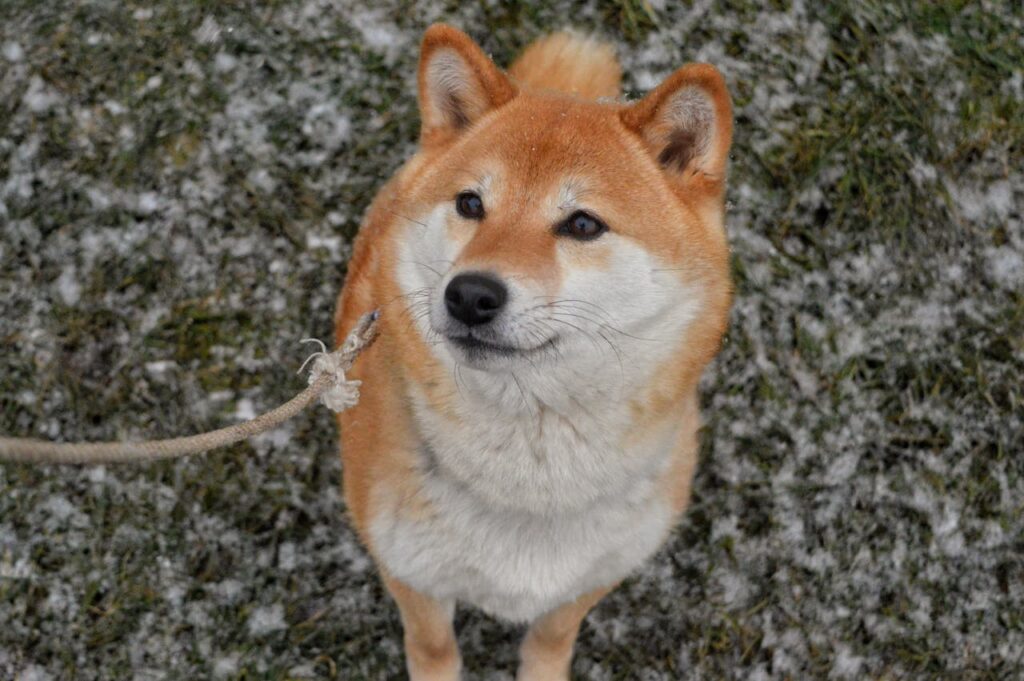shiba inu