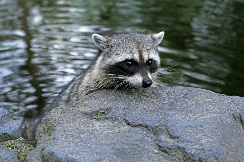 raccoon