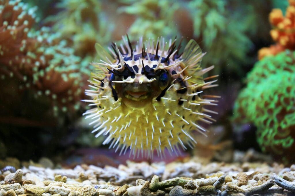 pufferfish