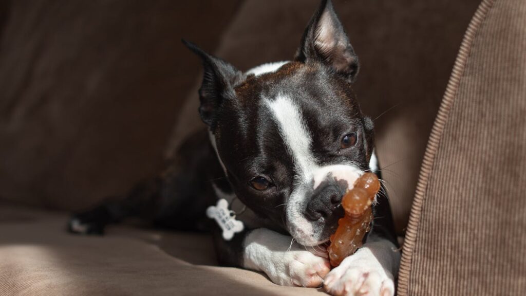 boston terrier