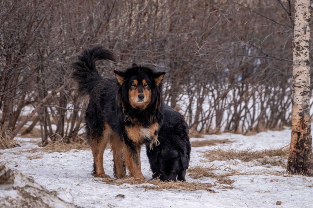 10 Reasons Why Tibetan Mastiffs Make Excellent Guard Dogs