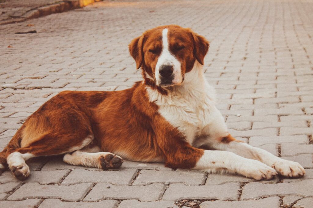 saint bernard