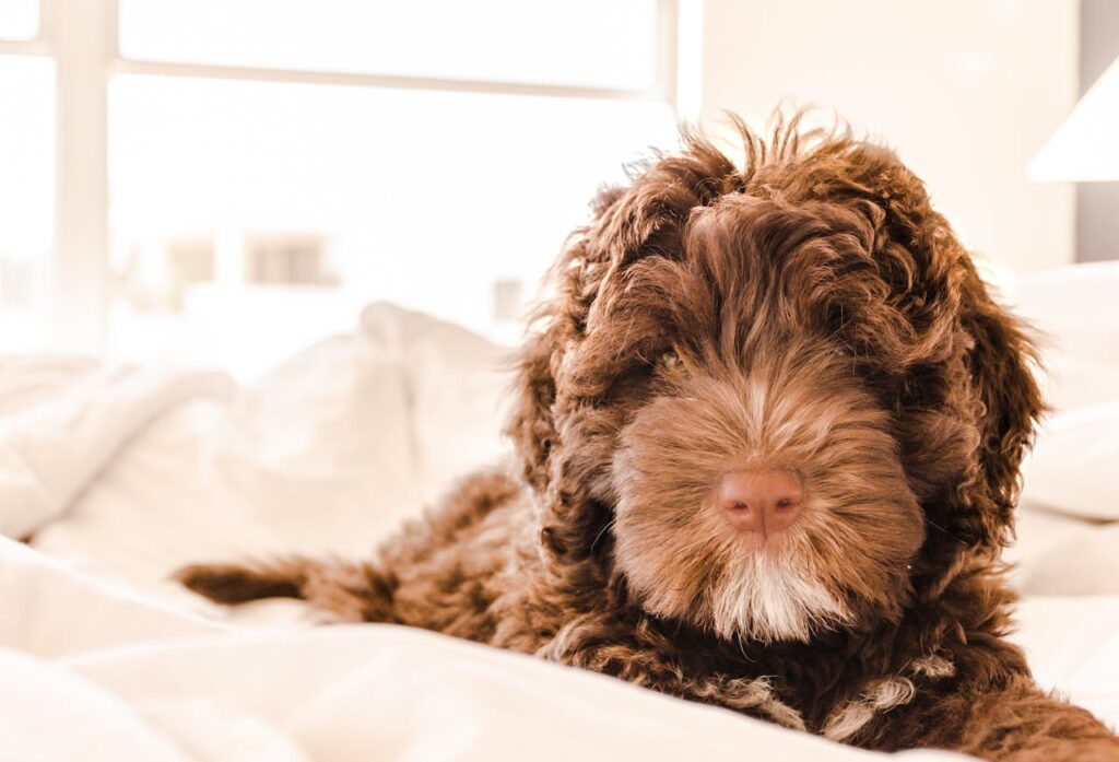 brown-and-white-portuguese-water-dog-puppy