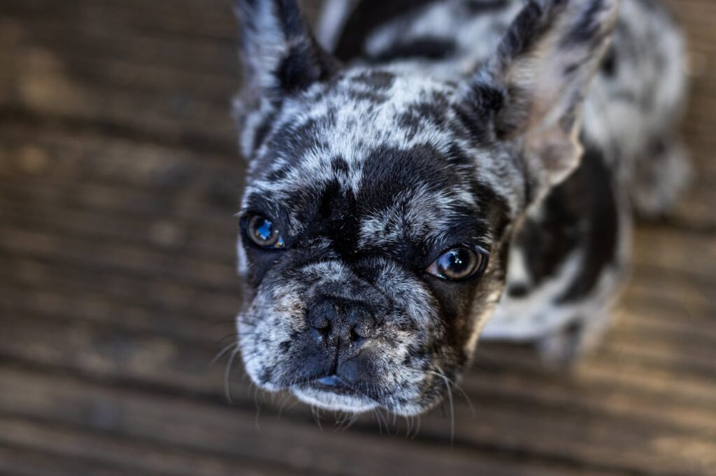 french bulldog