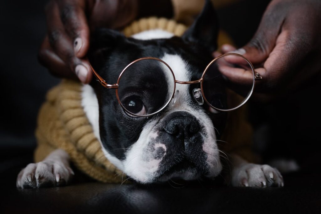 boston terrier