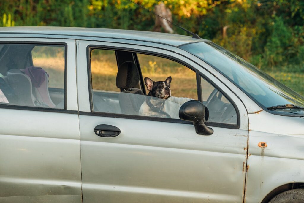 French Bulldog In Car