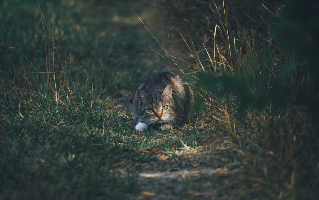 cat
