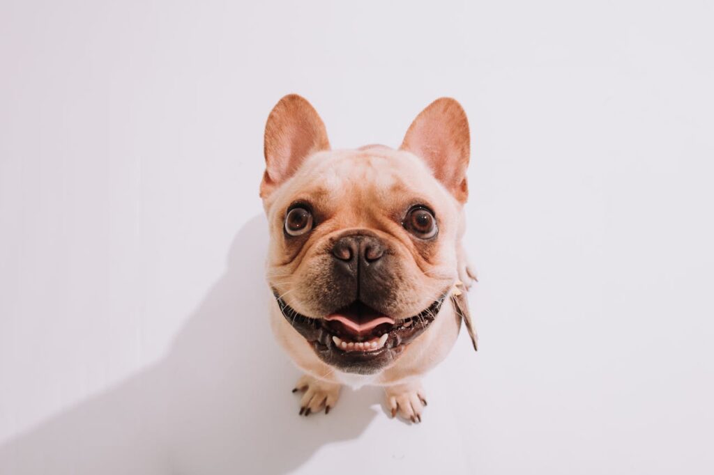 french bulldog