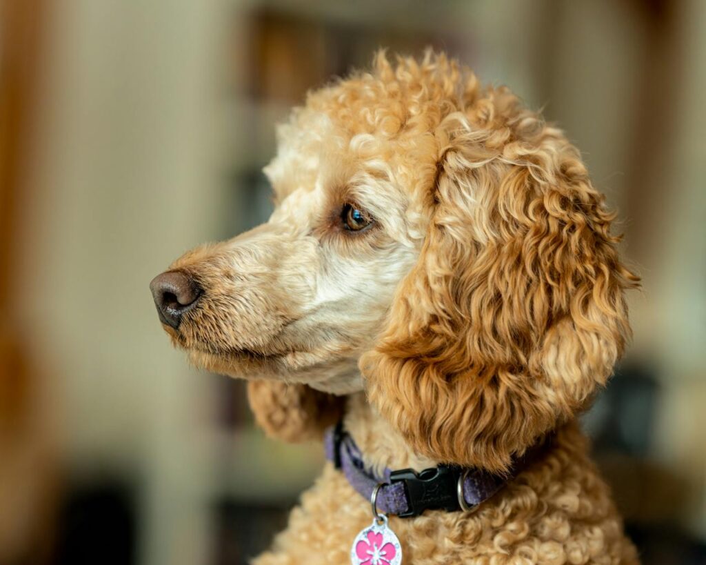 poodle
