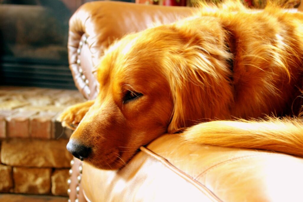 golden retriever