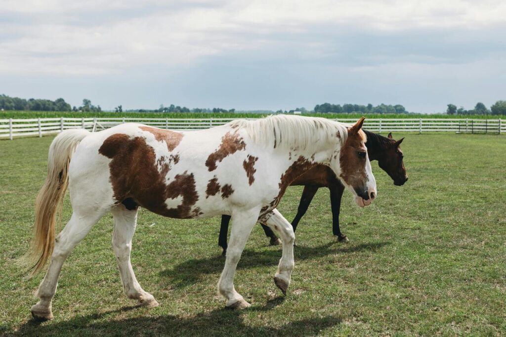 Paint horse
