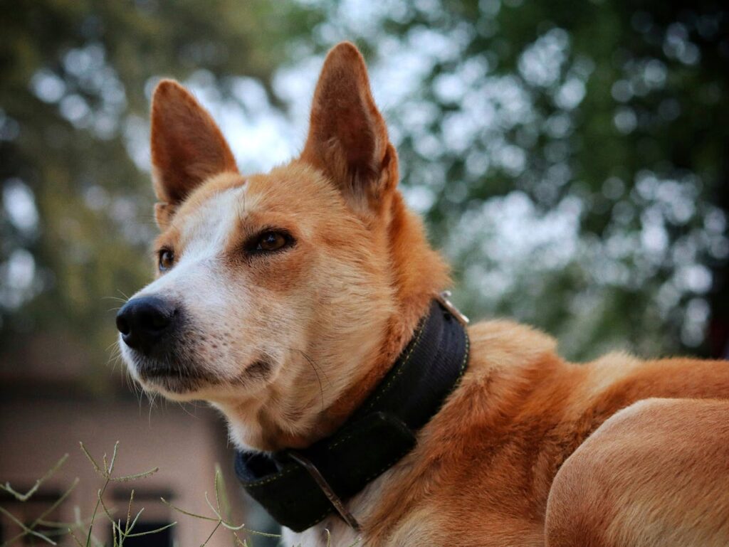 basenji