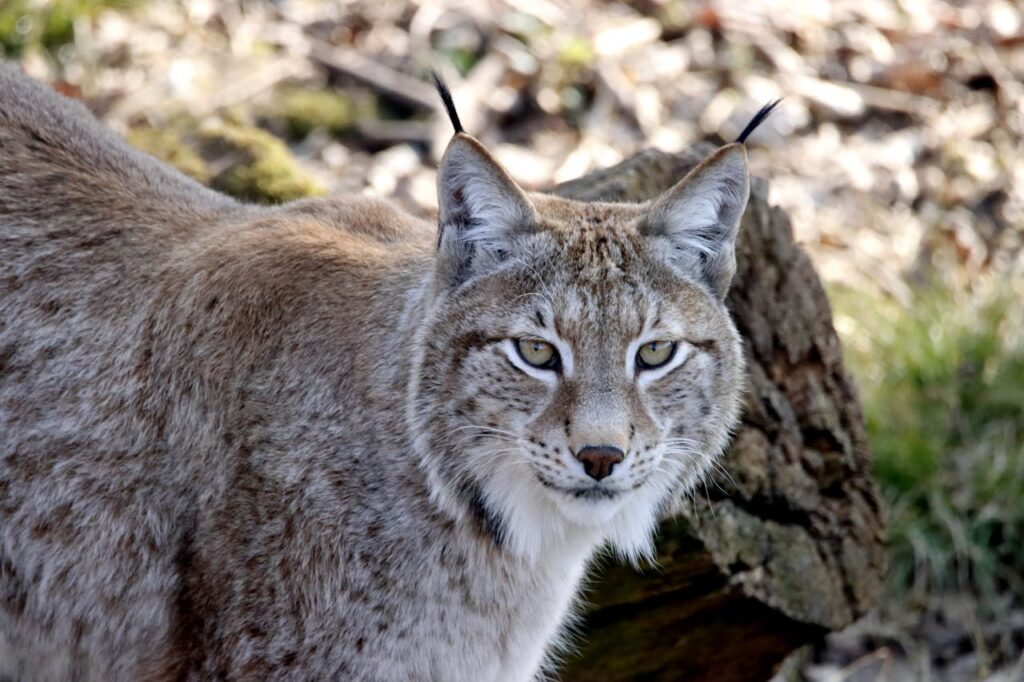 Canada Lynx