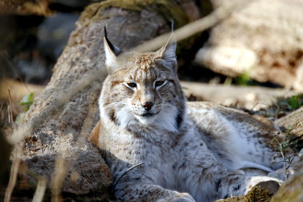 canada lynx