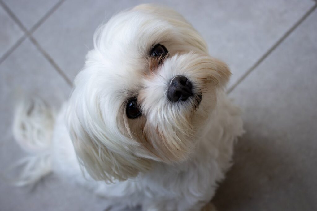 9 Dogs That Have Been Royal Favorites (and 9 That Were Bred for Hard Labor)