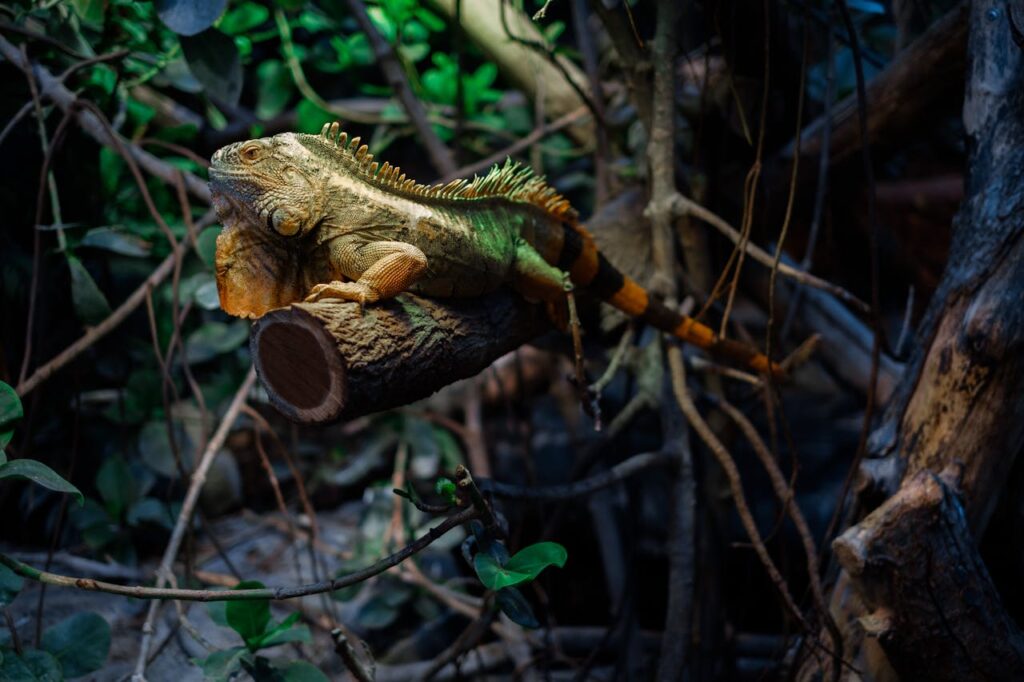 green-iguana